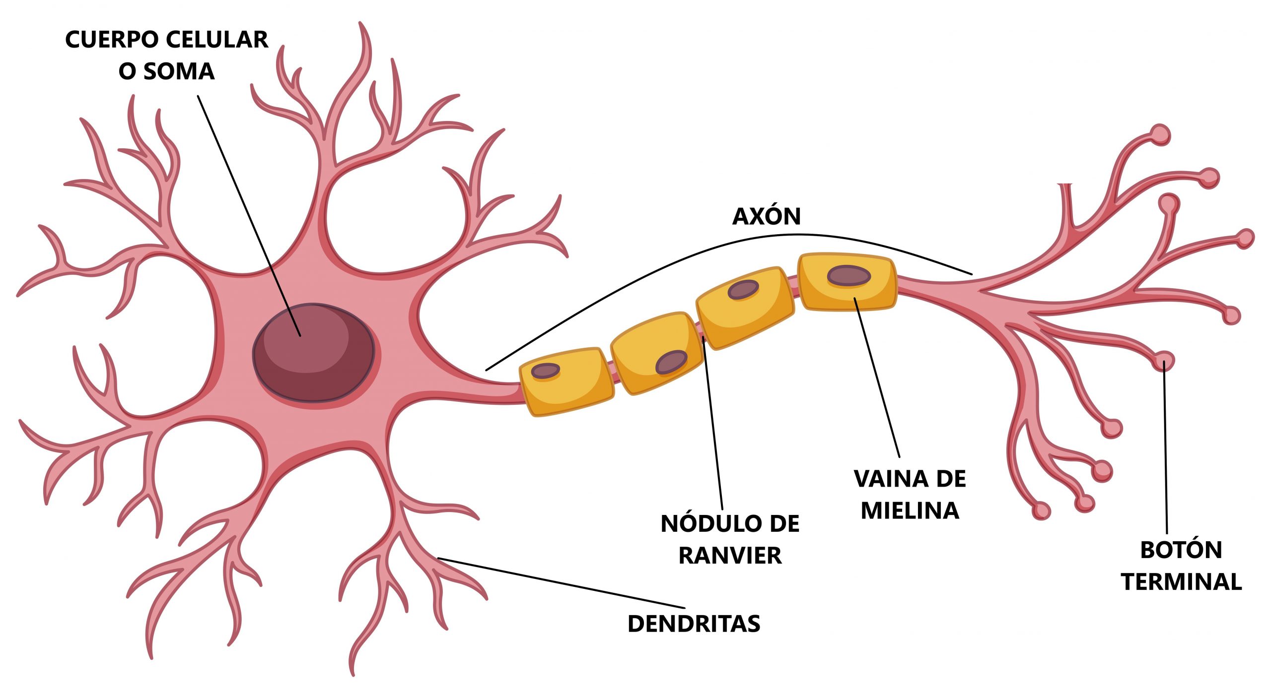 Partes de una neurona biológica